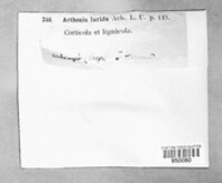 Diarthonis spadicea image